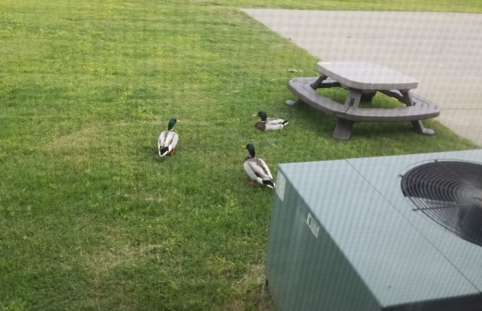 Ducks Backyard